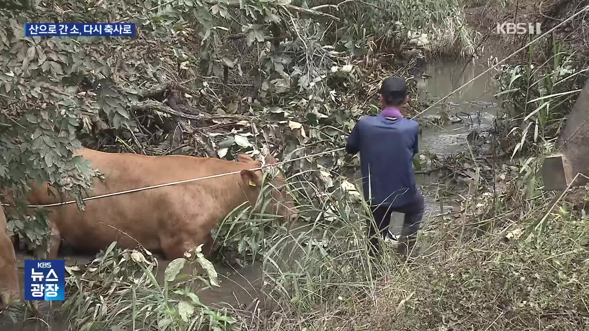 침수 피해 산으로 간 소…닷새 만에 구출