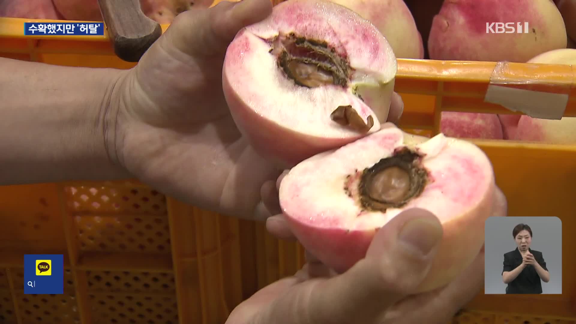 냉해·우박·장맛비…가격 폭락에 복숭아 농가 울상