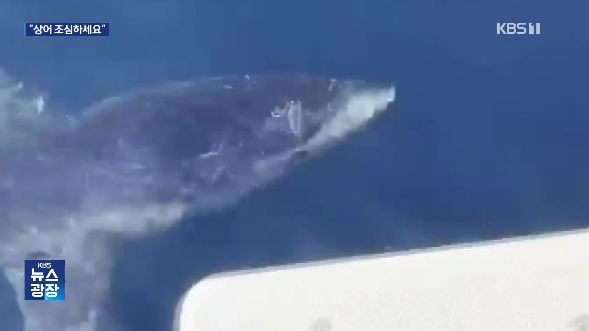공격성 강한 ‘청새리상어’ 해수욕장 인근 600m 근접