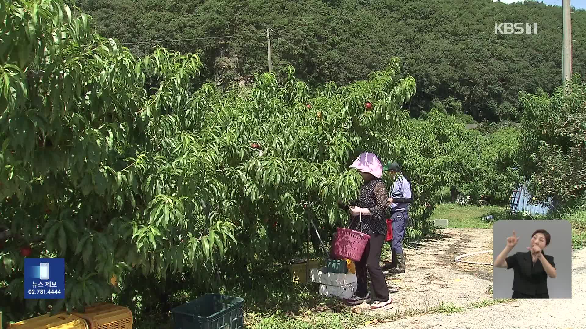 ‘시간대 구분 없는 온열질환’…고령 농업인 특히 위험