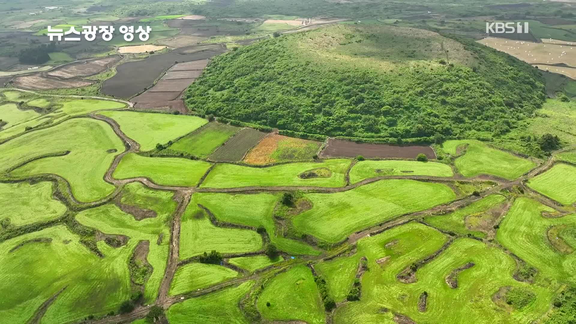 [뉴스광장 영상] 제주 아끈다랑쉬오름과 메밀밭