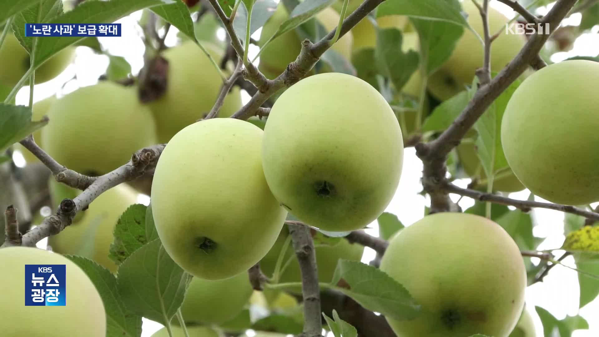 ‘노란 사과’로 기후변화 대응…군위 ‘골든볼’ 전문 생산