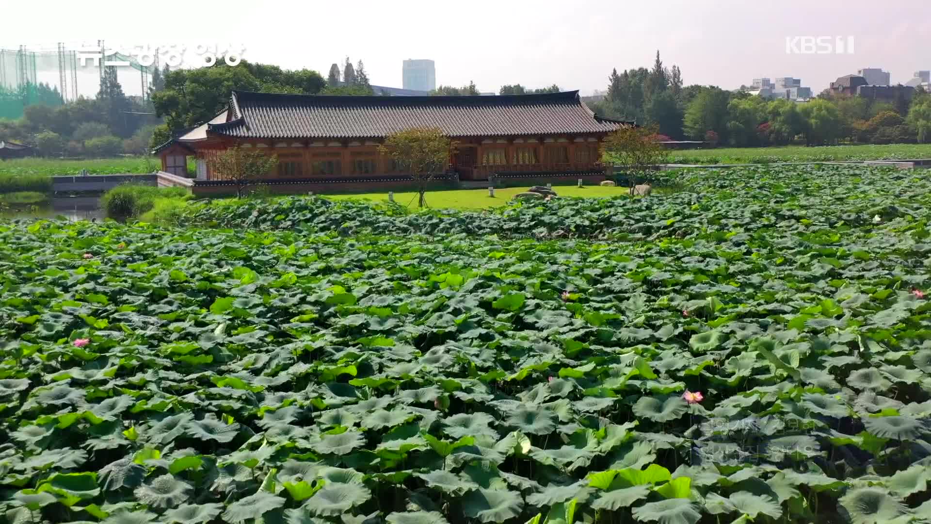 [뉴스광장 영상] 덕진공원 연꽃