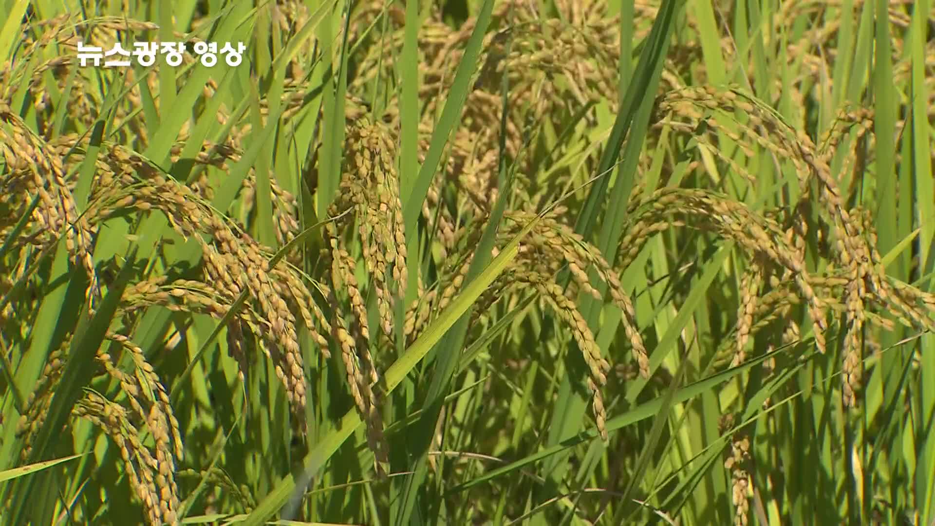 [뉴스광장 영상] 가을 추수