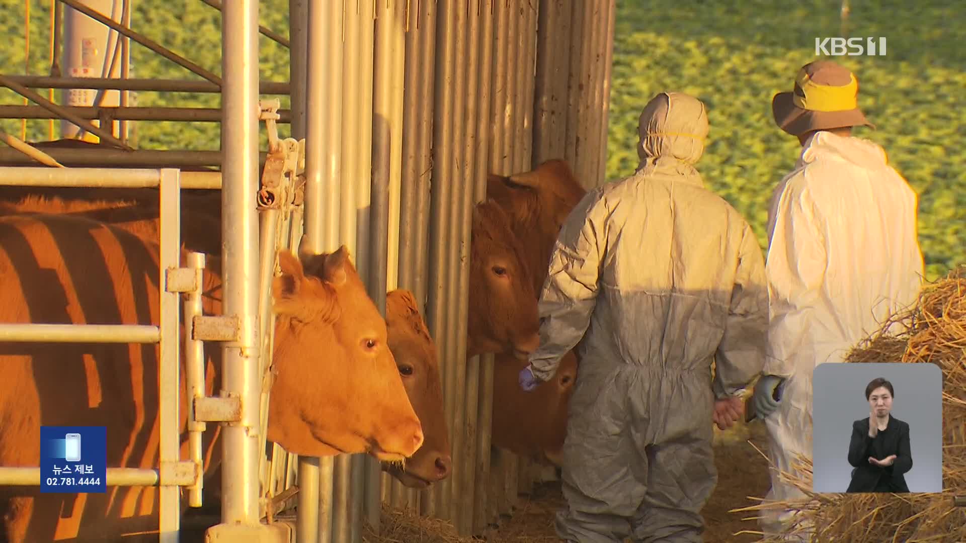 충남 서산 한우농장서 ‘럼피스킨병’ 발생…국내 첫 발병