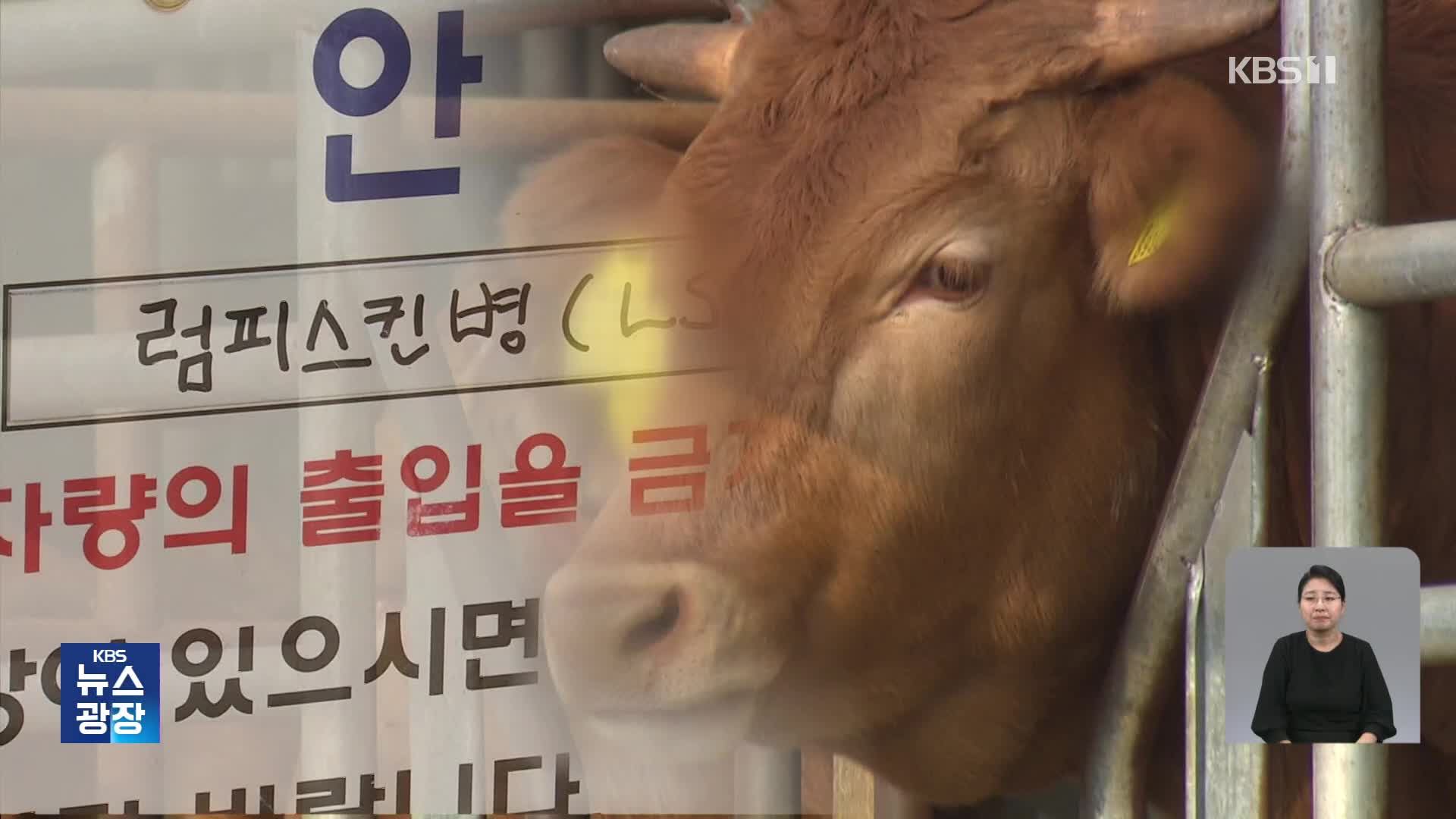 ‘럼피스킨’ 내륙 최북단까지 확산…소 사육 농가 초비상