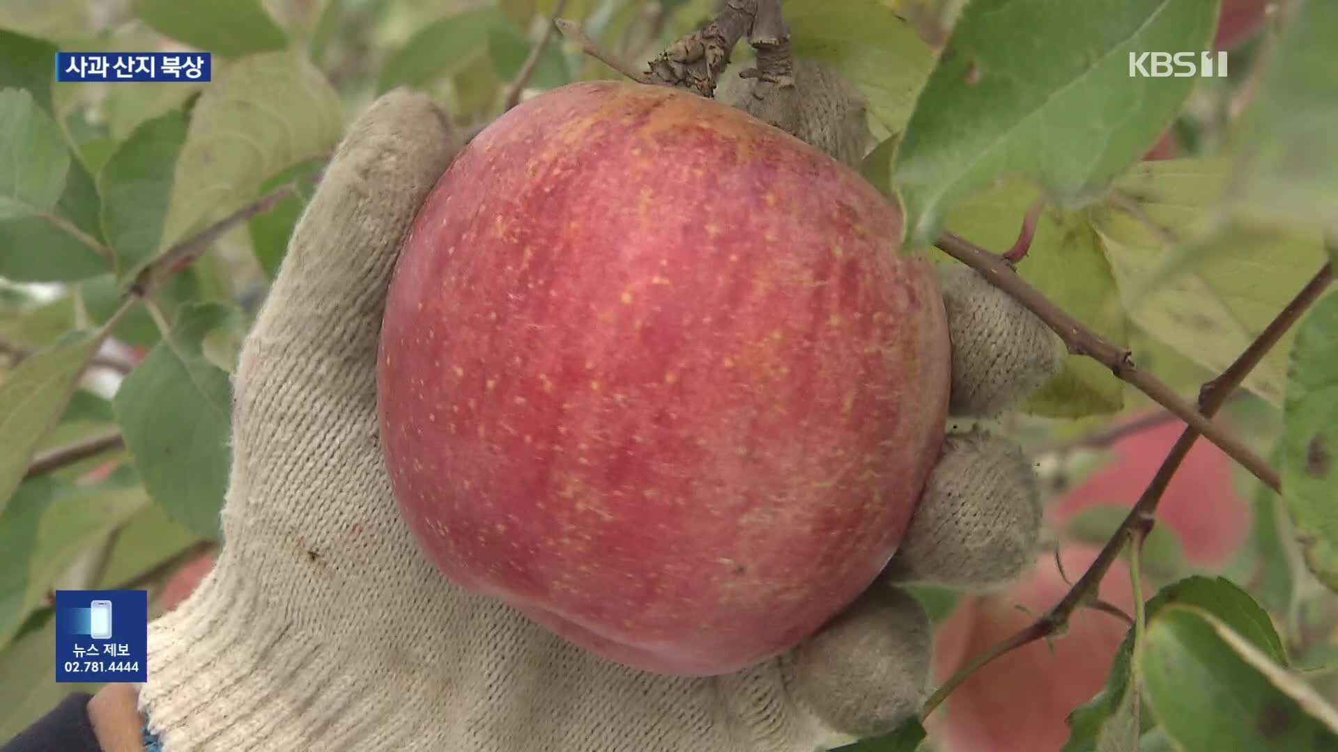 ‘사과’가 연천군 특산물?…북상하는 사과 재배 적지