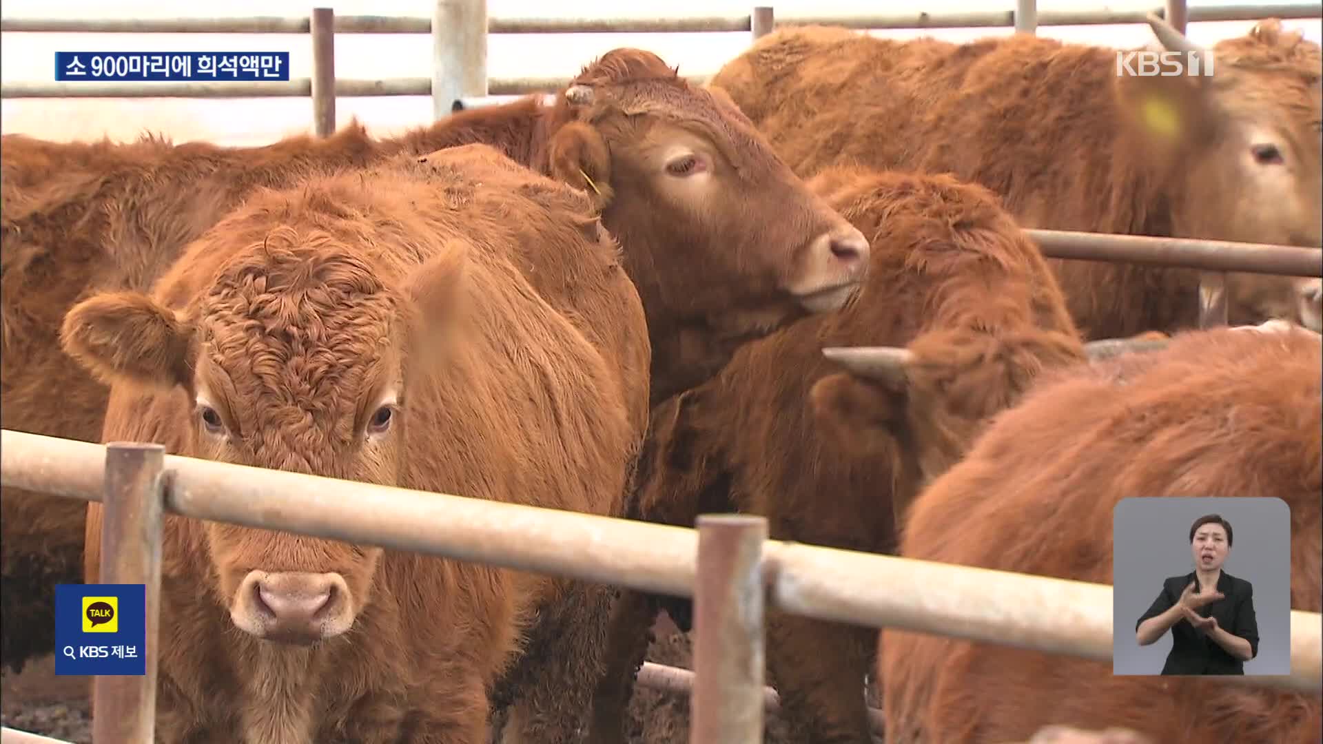 ‘럼피스킨’ 백신 접종률 84%라더니…9백 마리에 ‘물백신’