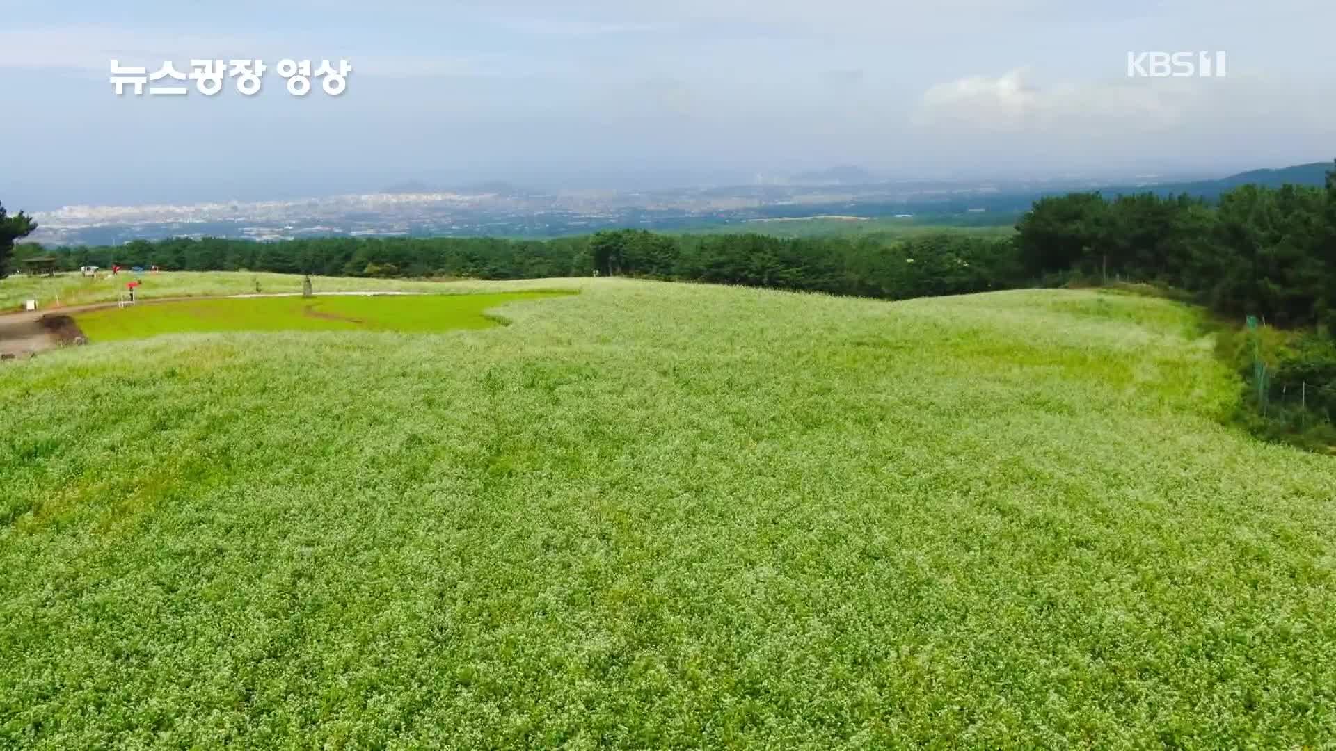 [뉴스광장 영상] 오라동 메밀밭