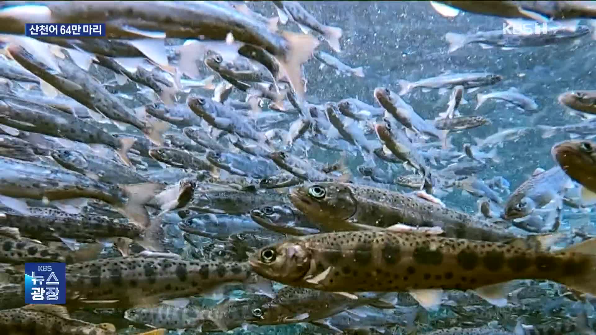 얼리고 깎고…겨울 최대 ‘화천산천어축제’ 준비 착착