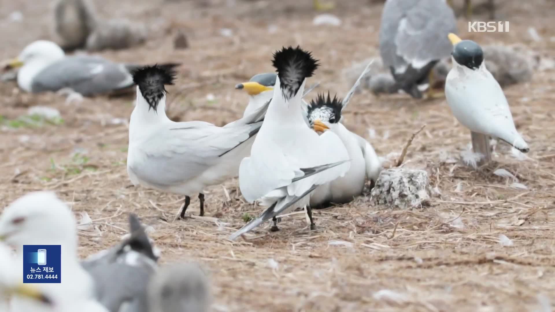 전 세계 100마리 ‘뿔제비갈매기’…국내 서식 최종 확인