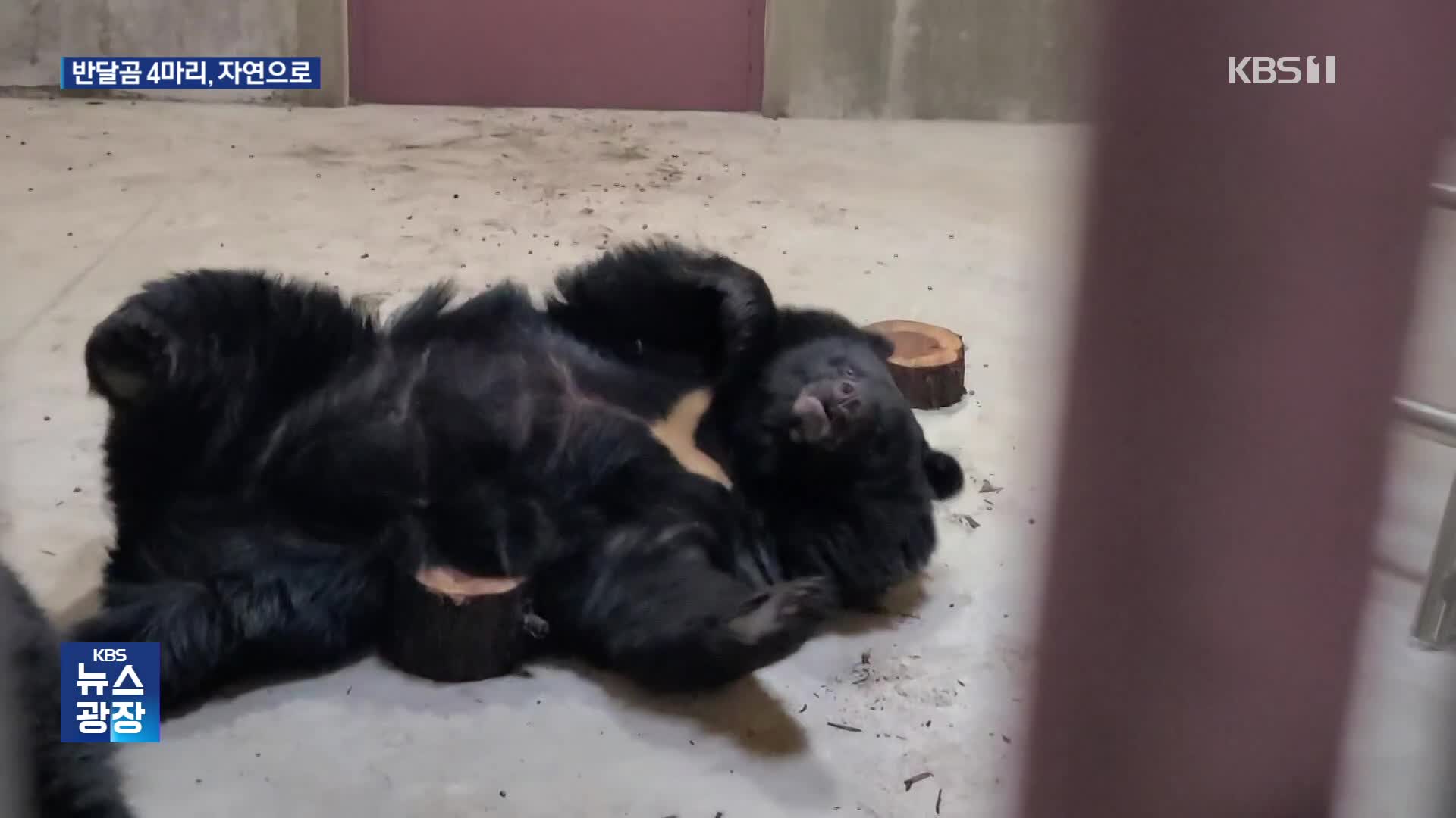 ‘관람용’ 반달가슴곰 4마리…제주 자연 속으로