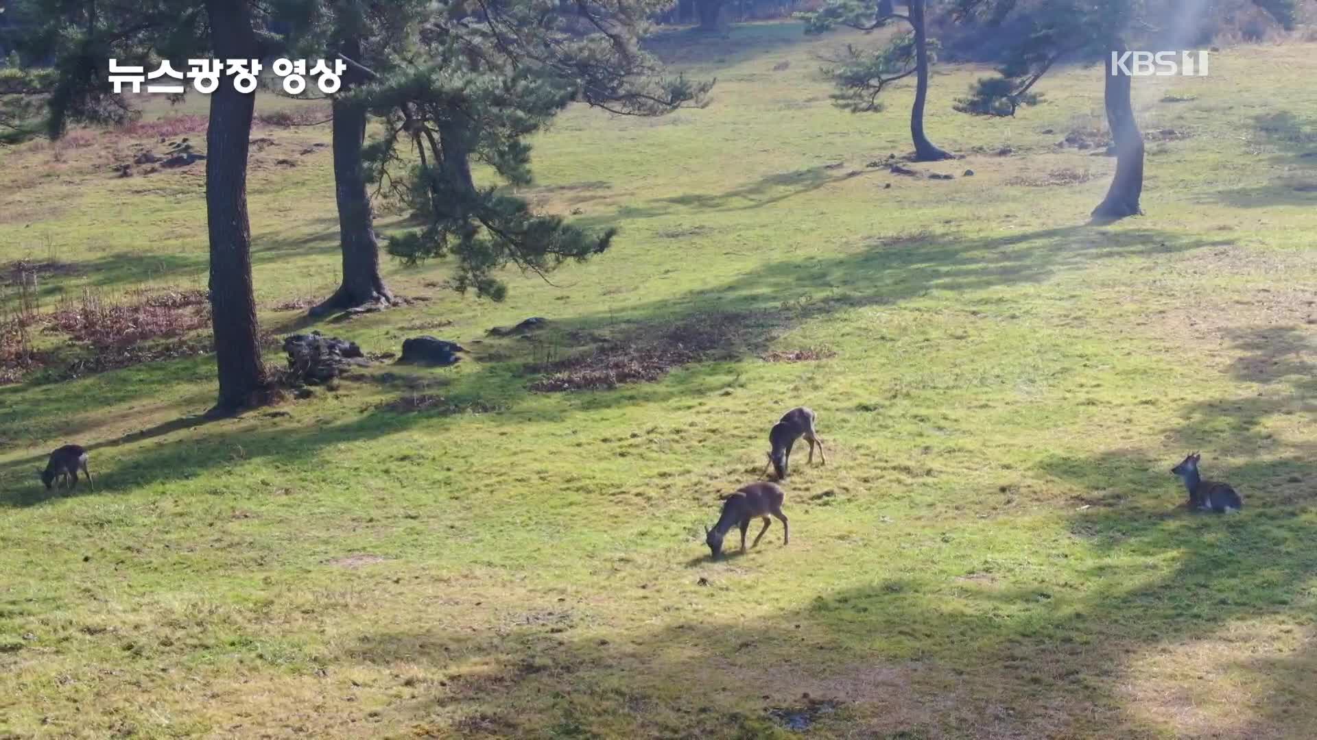 [뉴스광장 영상] 제주마방목지