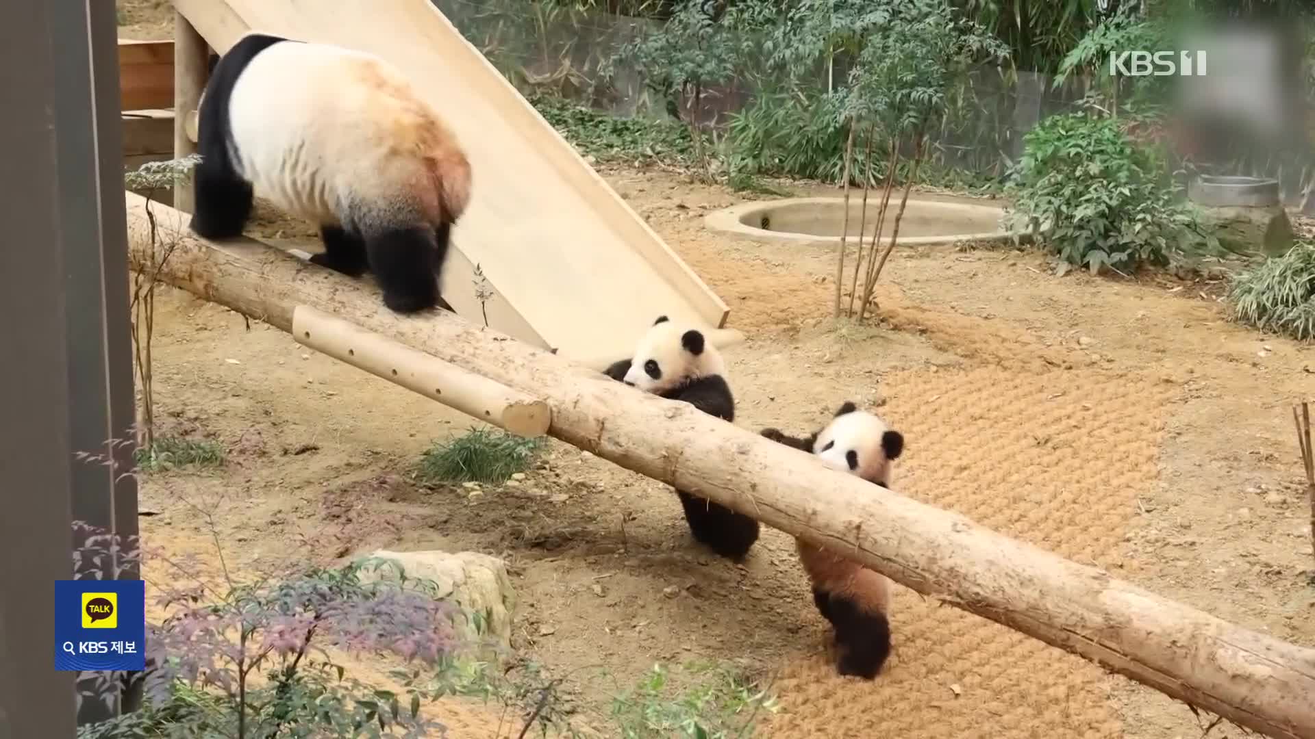 [잇슈 키워드] “우리 보러 오실래요?”…쌍둥이 판다, 일반 관람객 만난다