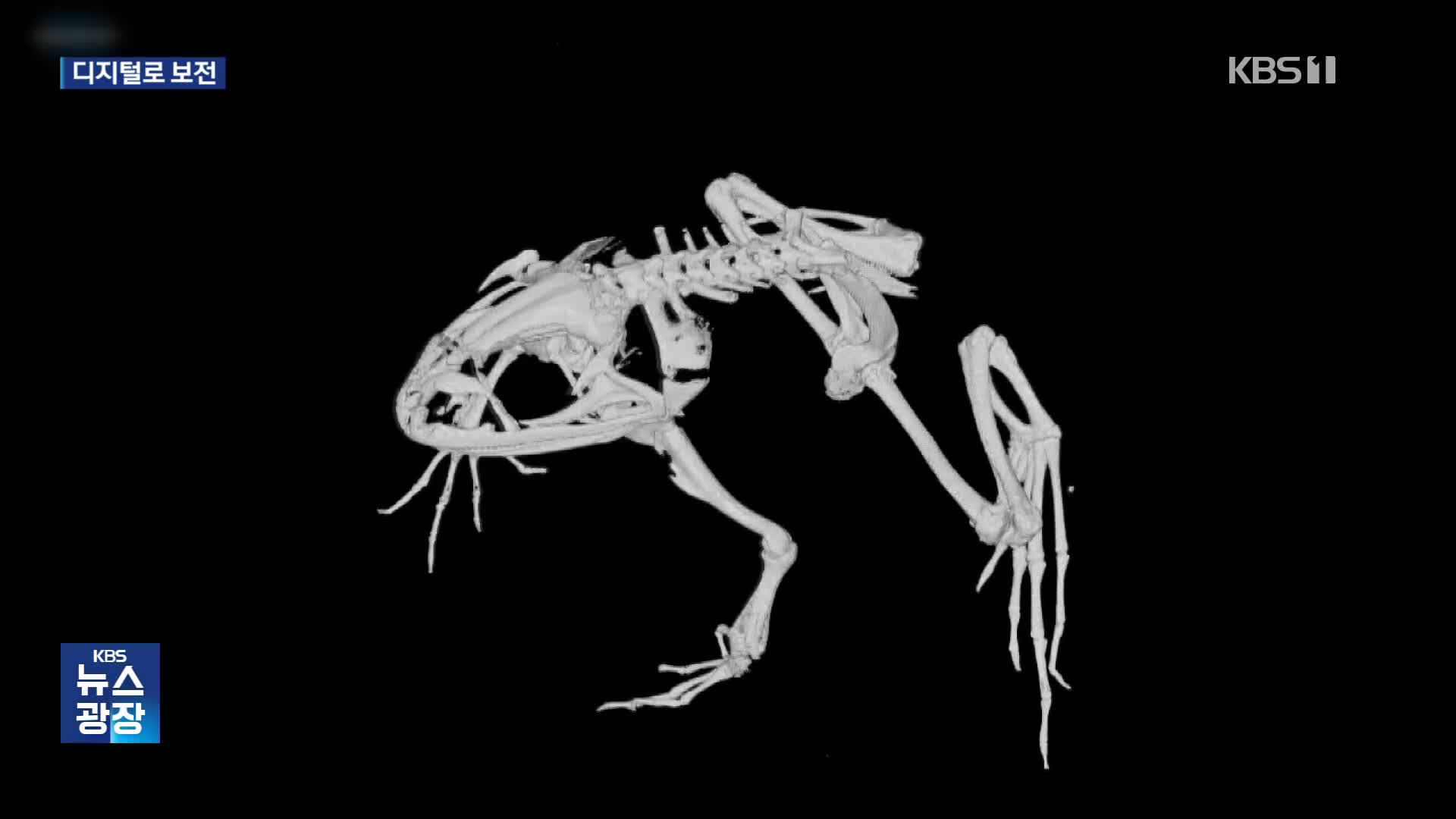 ‘멸종위기’ 금개구리, 3D로 보전한다