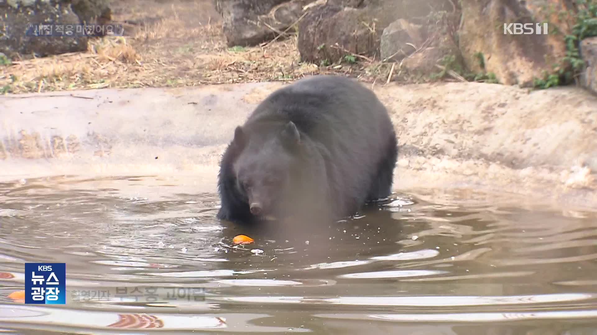 “새집 적응 마쳤어요” 제주로 이주 온 반달가슴곰 첫인사