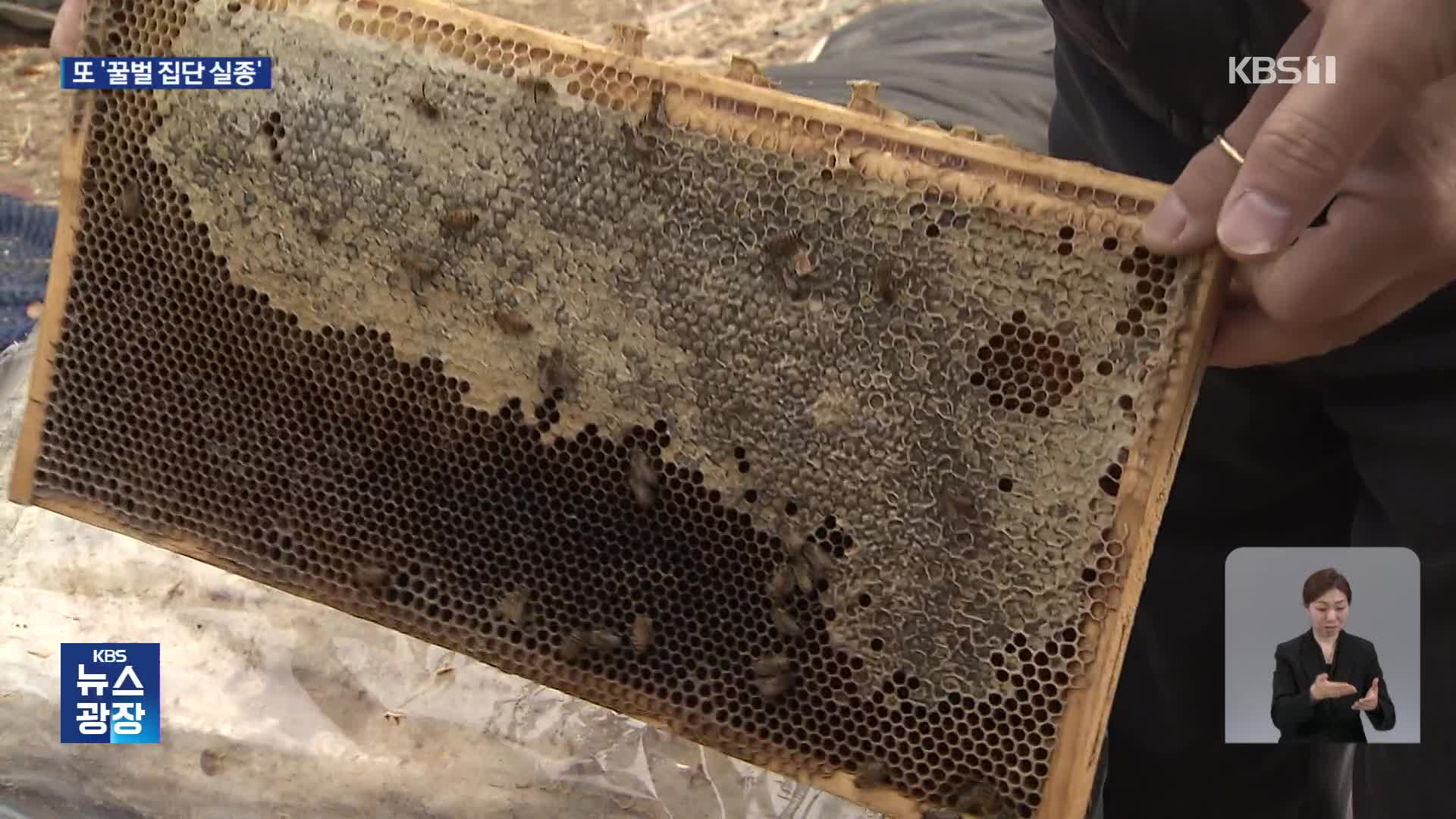 ‘꿀벌 집단 실종’ 또 속출…“이상 기온 탓”