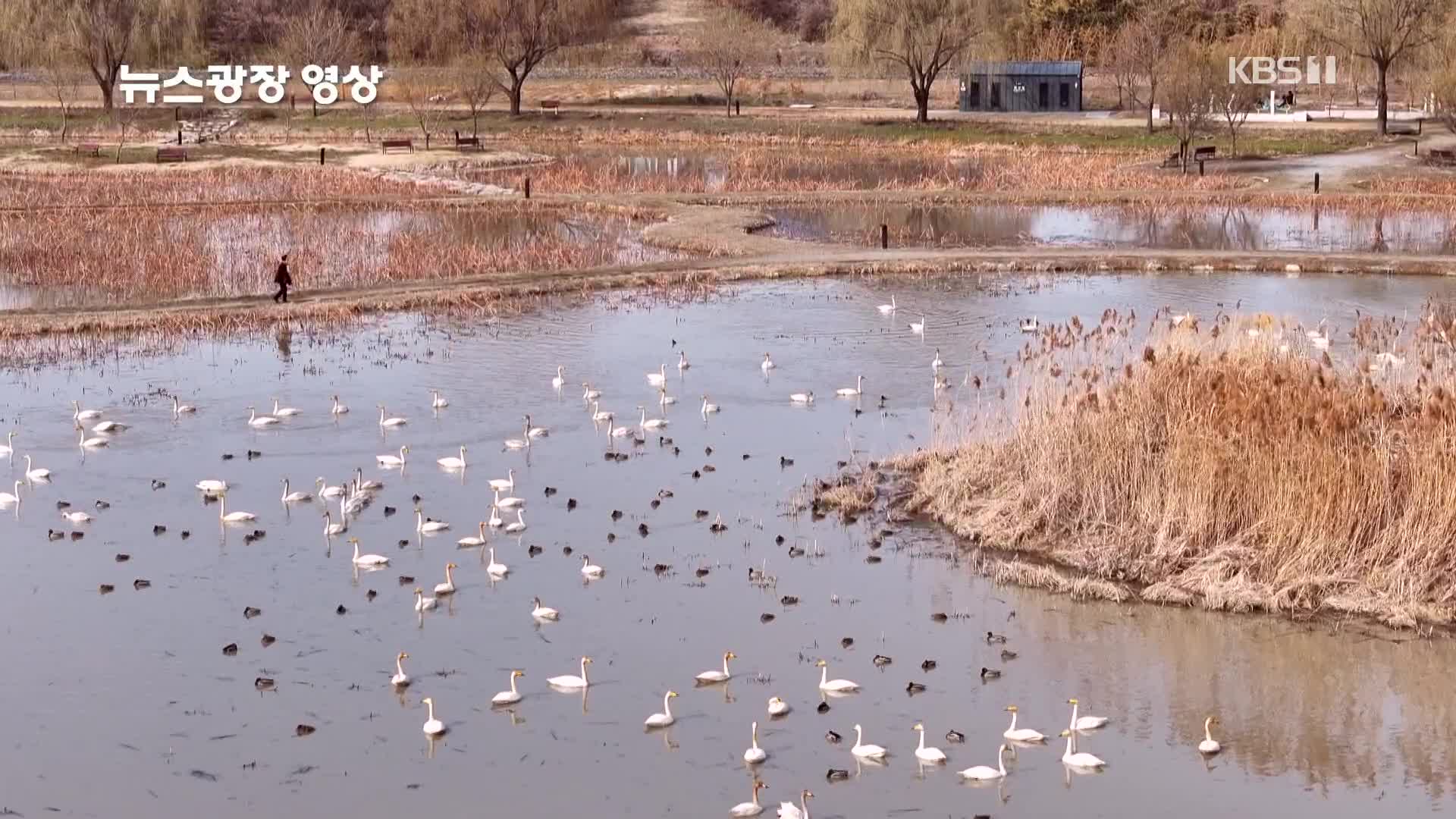 [뉴스광장 영상] 합덕제 큰고니