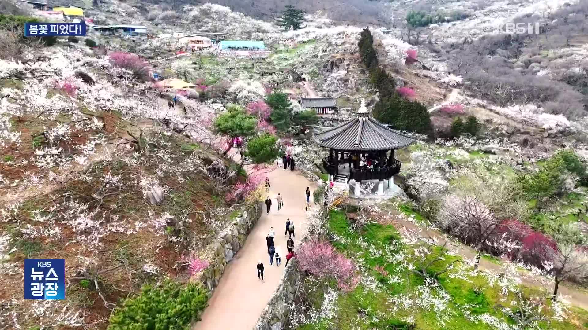 남녘은 벌써 꽃 잔치…광양 매화축제 개막