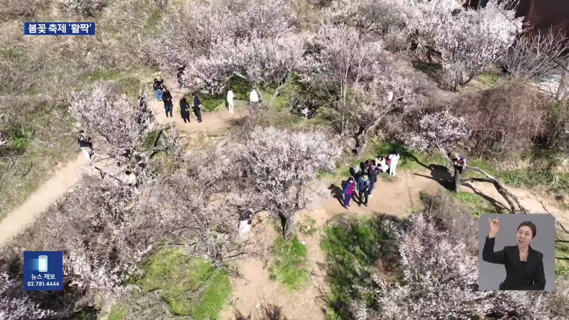 남쪽에 먼저 피어난 봄…봄꽃 축제 한창