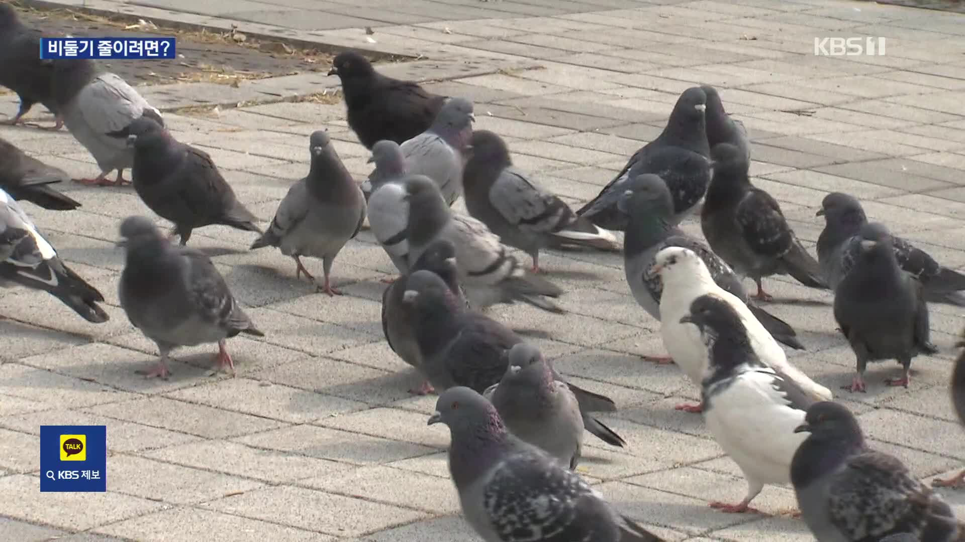 도심 골칫거리 된 ‘비둘기’…“불임 사료로 조절?”