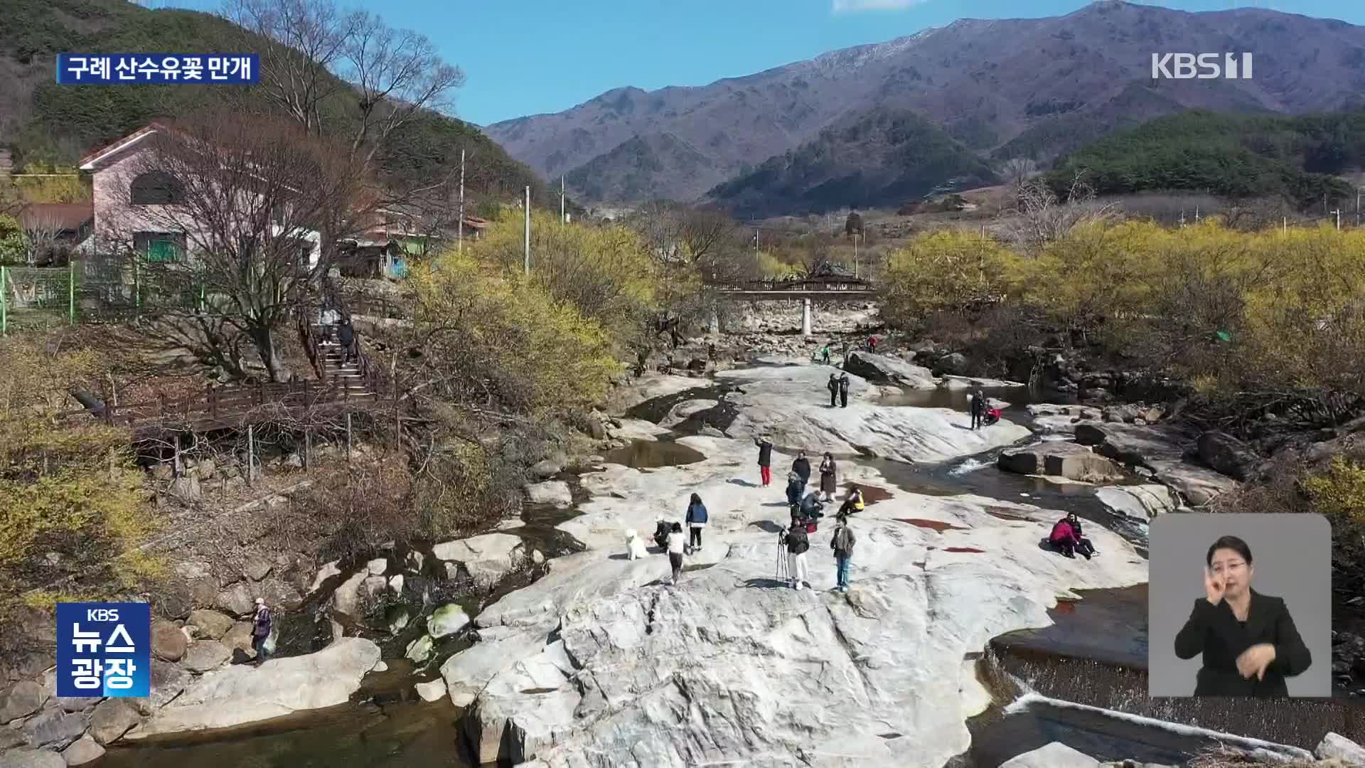 상춘객 반기는 산수유꽃 만개…남녘 곳곳서 봄꽃 축제