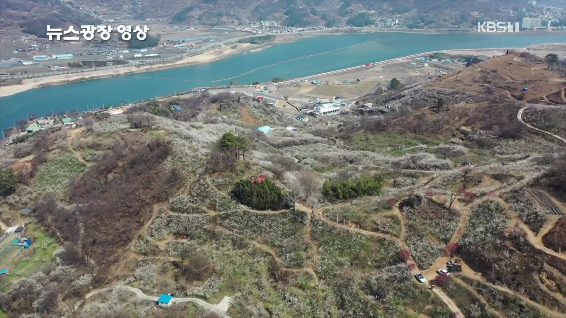 [뉴스광장 영상] 매화 가득한 마을 