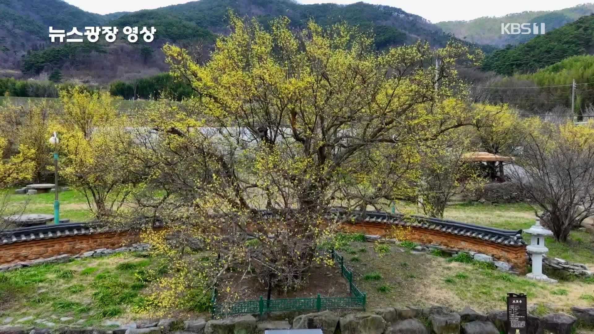 [뉴스광장 영상] 천년 된 산수유나무