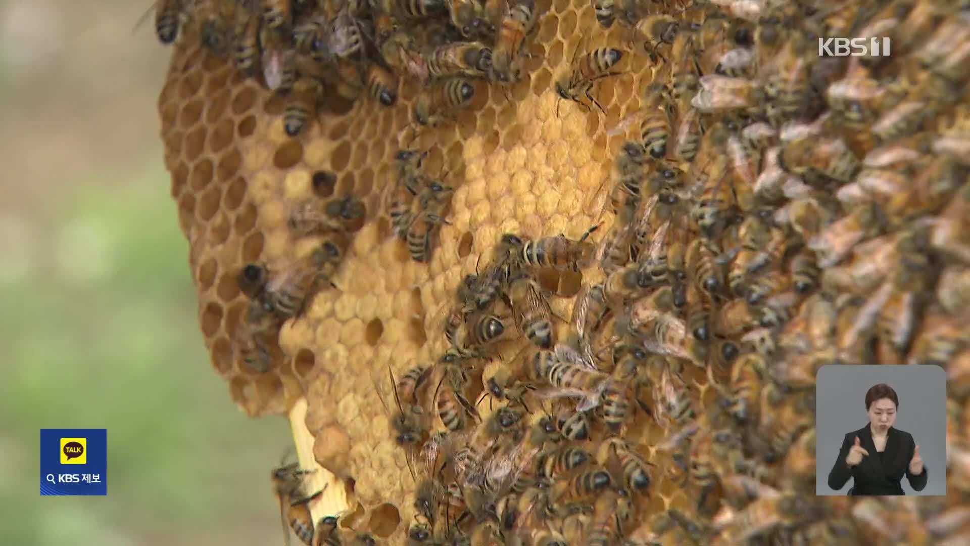 사라지는 꿀벌…“폭염·폭우도 영향”