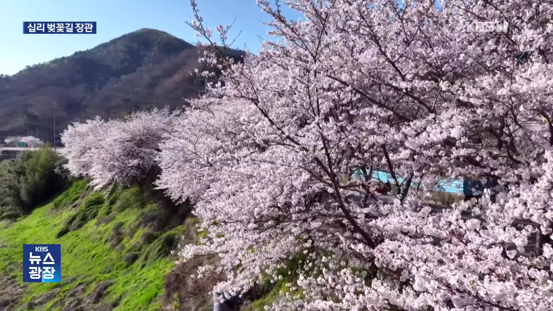 하동 십리 벚꽃길의 장관…개화 늦어진 이유는?