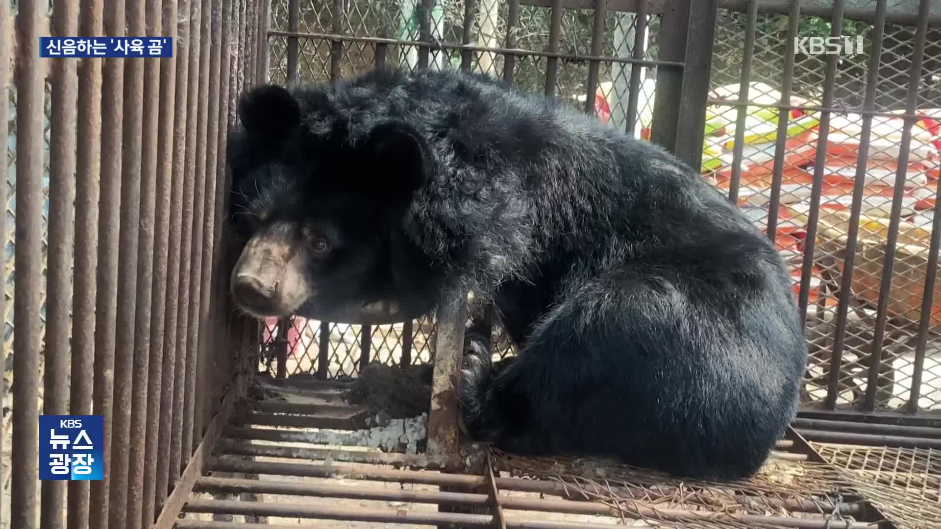 푸바오 열풍 뒤에…사육 곰 3백 마리 아직도 신음