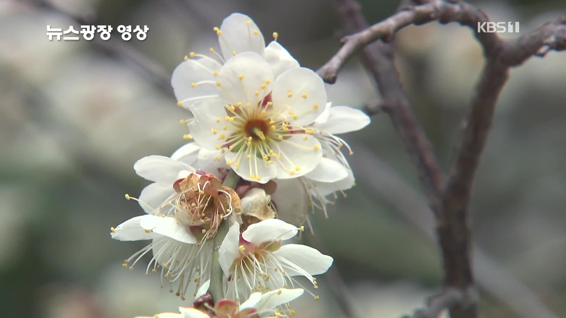 [뉴스광장 영상] 봄의 전령 백매화