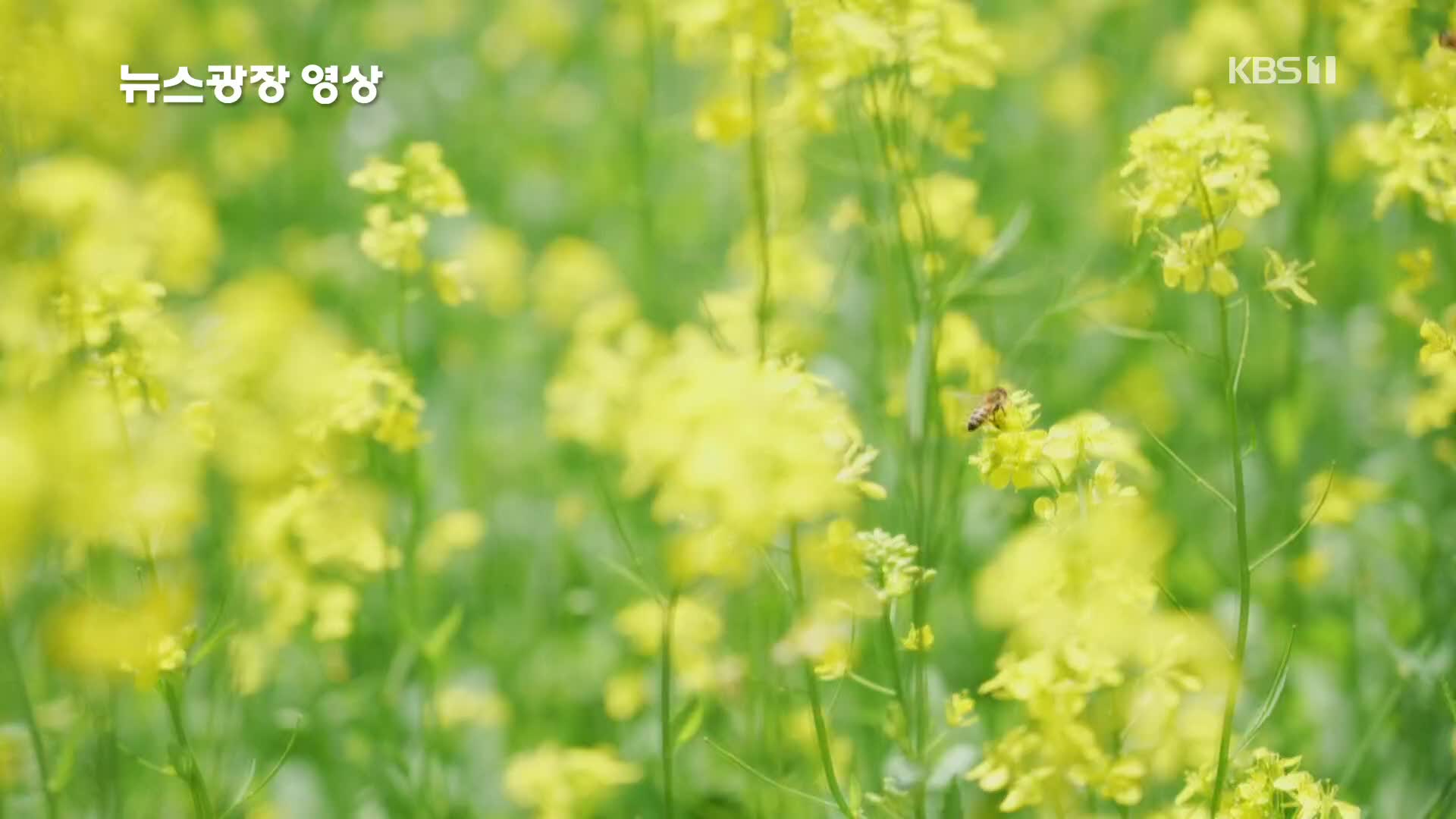 [뉴스광장 영상] 유채꽃 동산 나들이