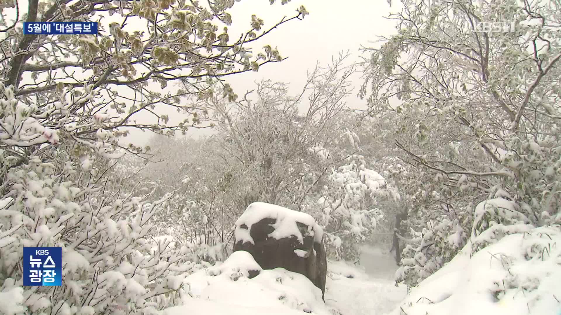 ‘5월의 눈꽃’…계절 잊은 백두대간 설경