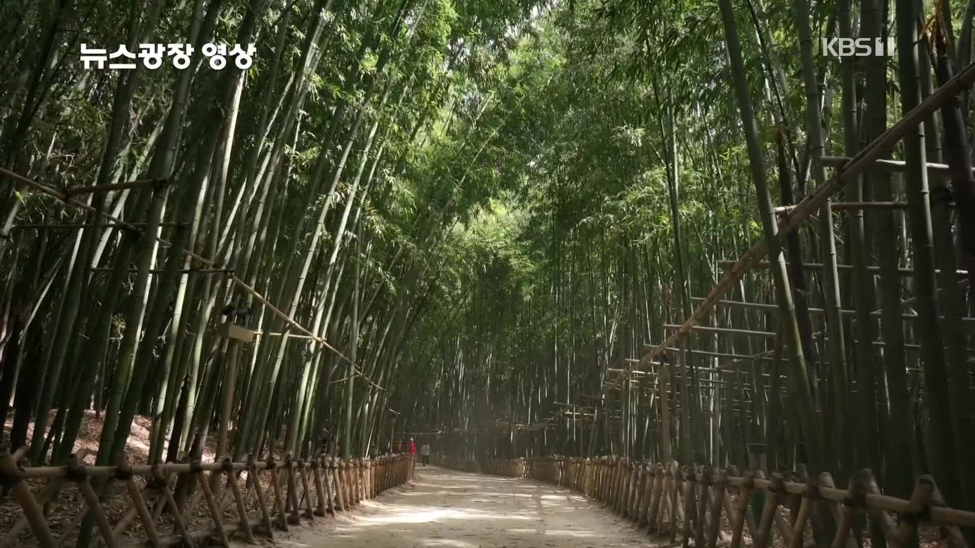 [뉴스광장 영상] 태화강 국가정원 십리대숲