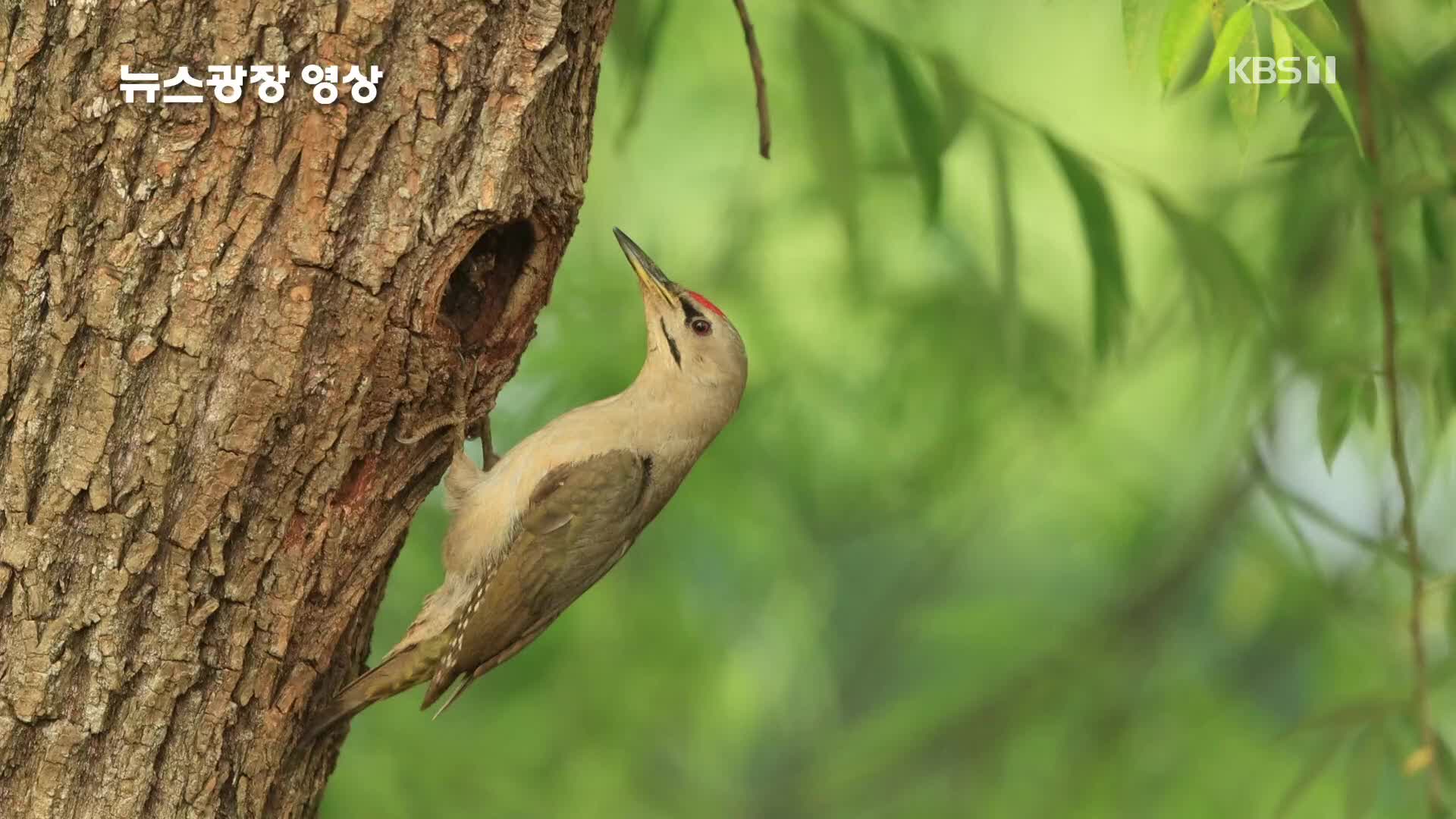 [뉴스광장 영상] 청딱따구리 육추