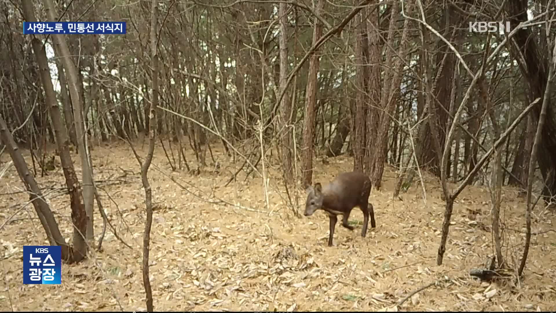 멸종 위기 사향노루, 민통선 내 고정 서식지 확인