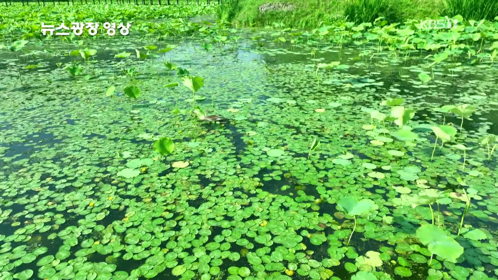 [뉴스광장 영상] 운산인공습지공원