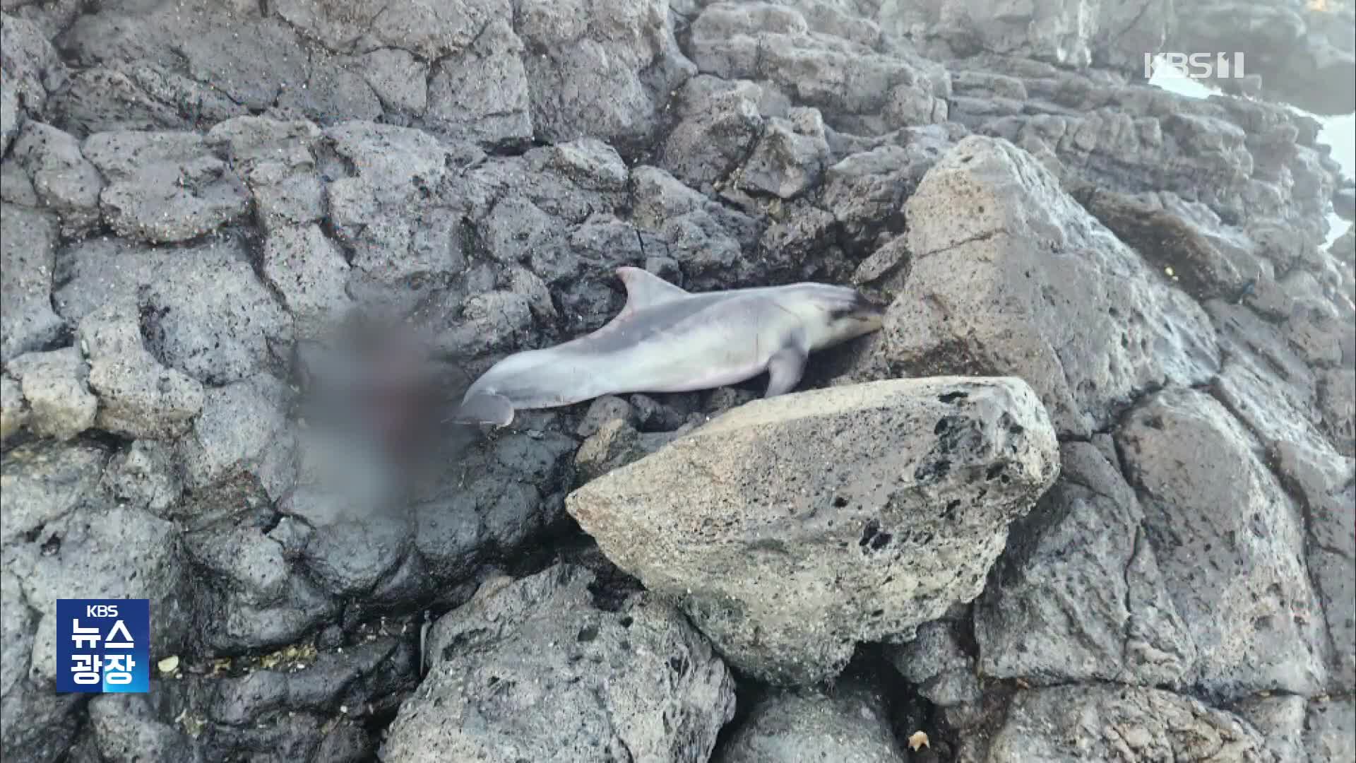 새끼 남방큰돌고래의 잇따른 죽음…이번엔 갯바위 고립