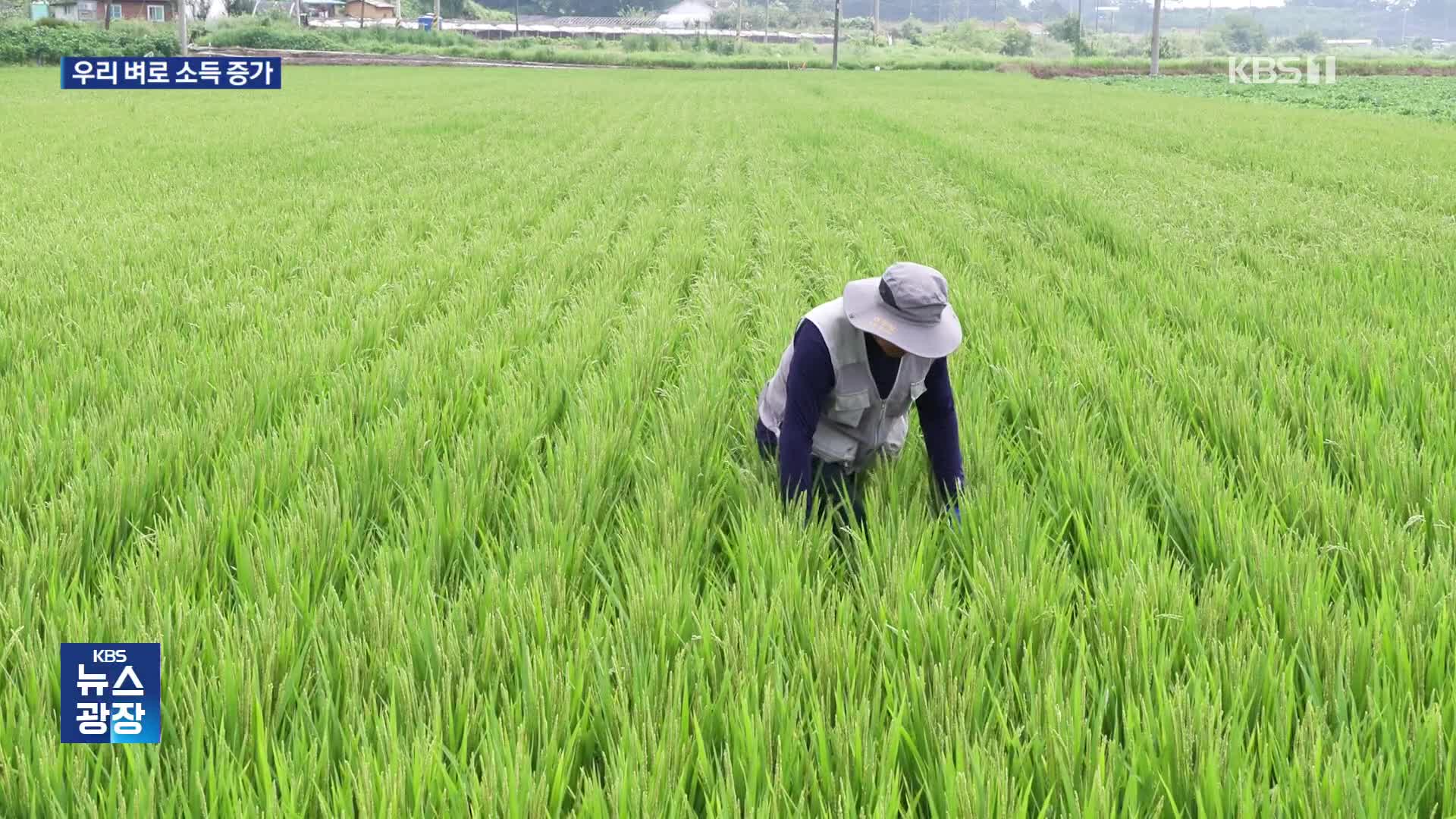 종자 주권 지키고, 밥맛·소득은 올리고…외래벼 절반 이상 대체