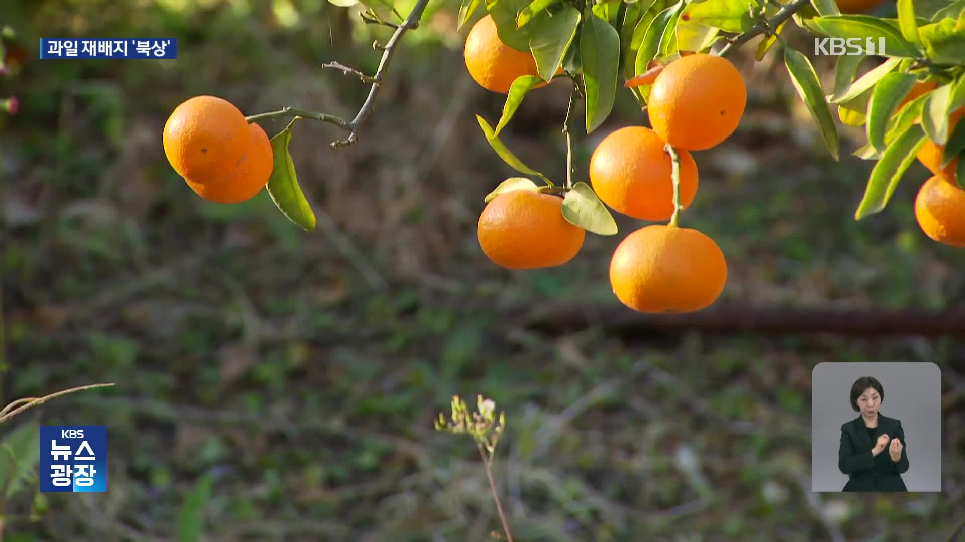 기후가 바꾸는 ‘한반도 먹거리’ 지도