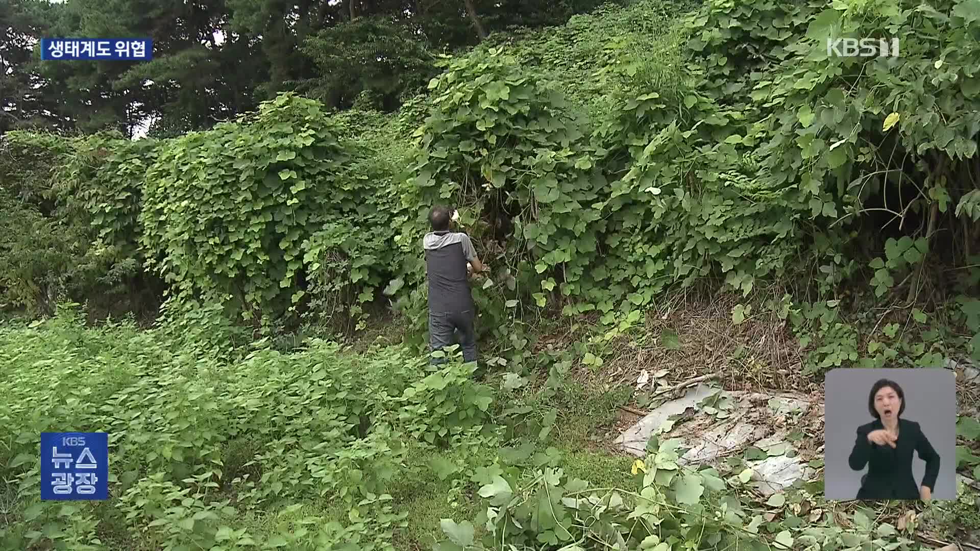 기후변화에 ‘덩굴류’ 창궐…농촌은 제거 전쟁 중