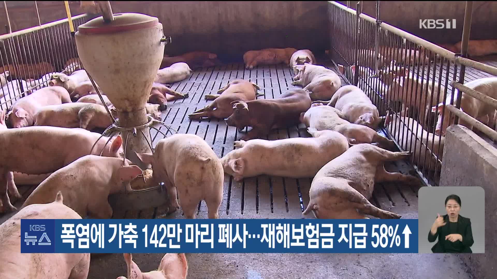 폭염에 가축 142만 마리 폐사…재해보험금 지급 58%↑