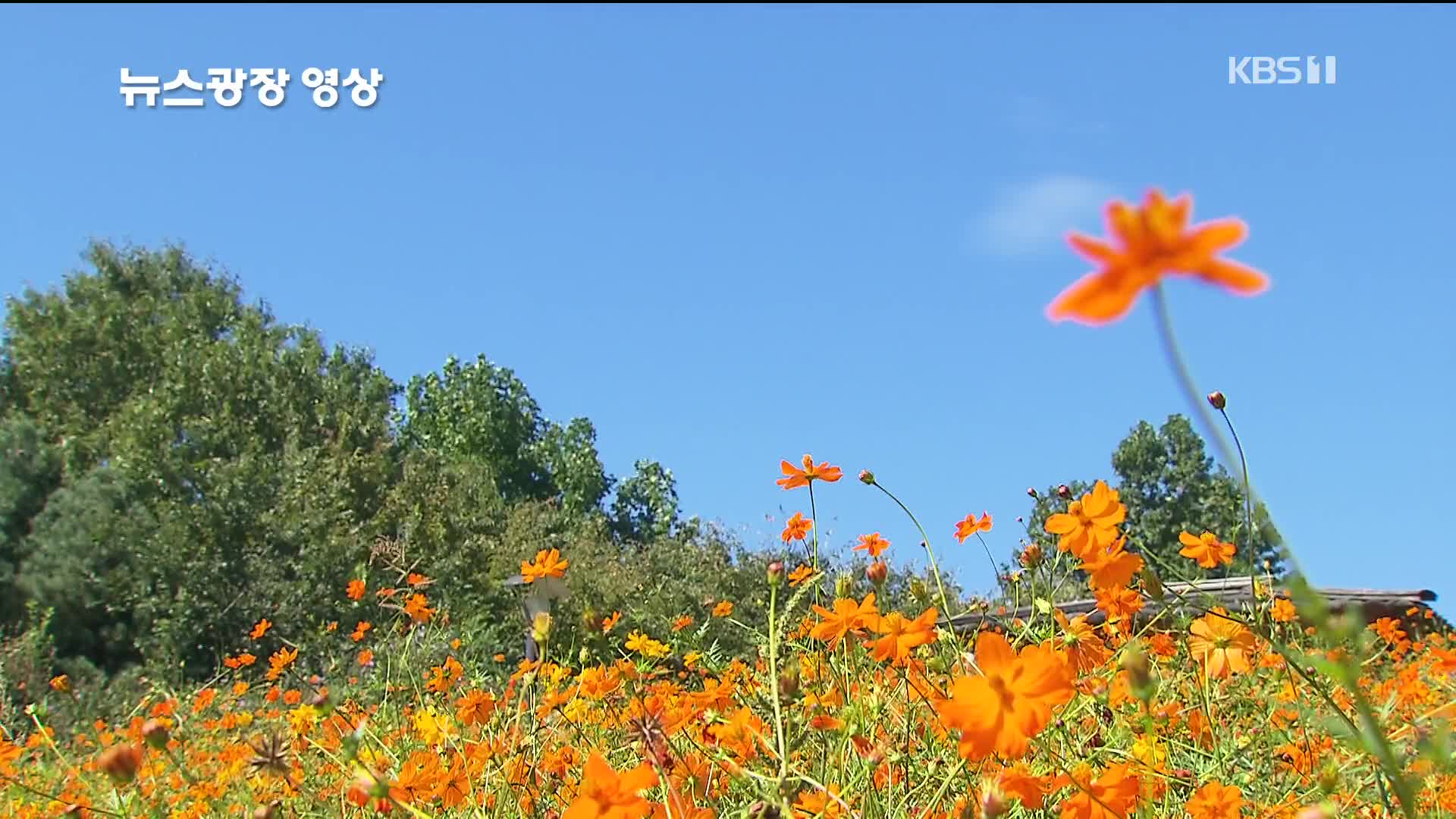 [뉴스광장 영상] 가을을 만끽하며