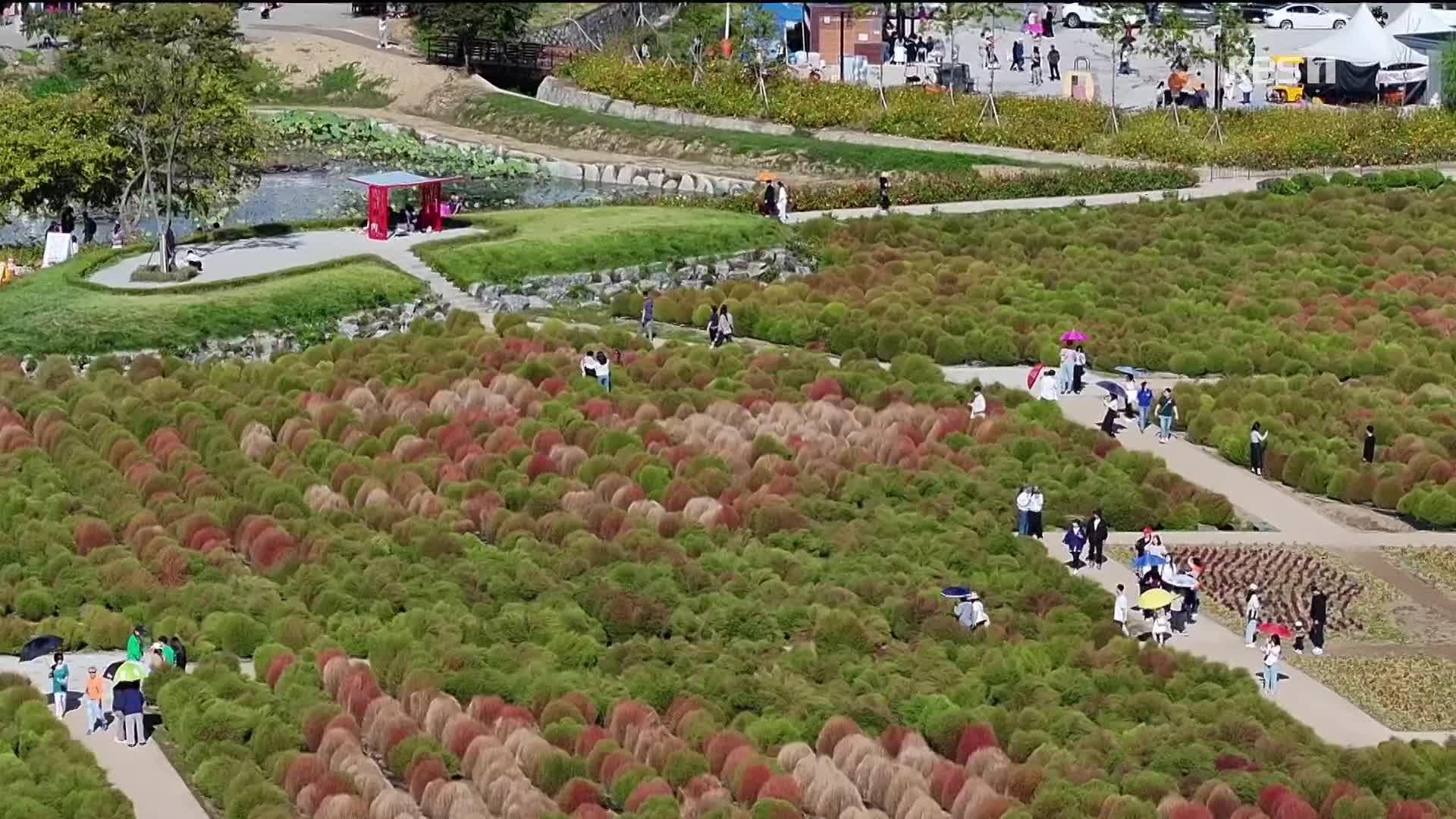 버려진 땅을 관광지로…연천 댑싸리 공원의 기적