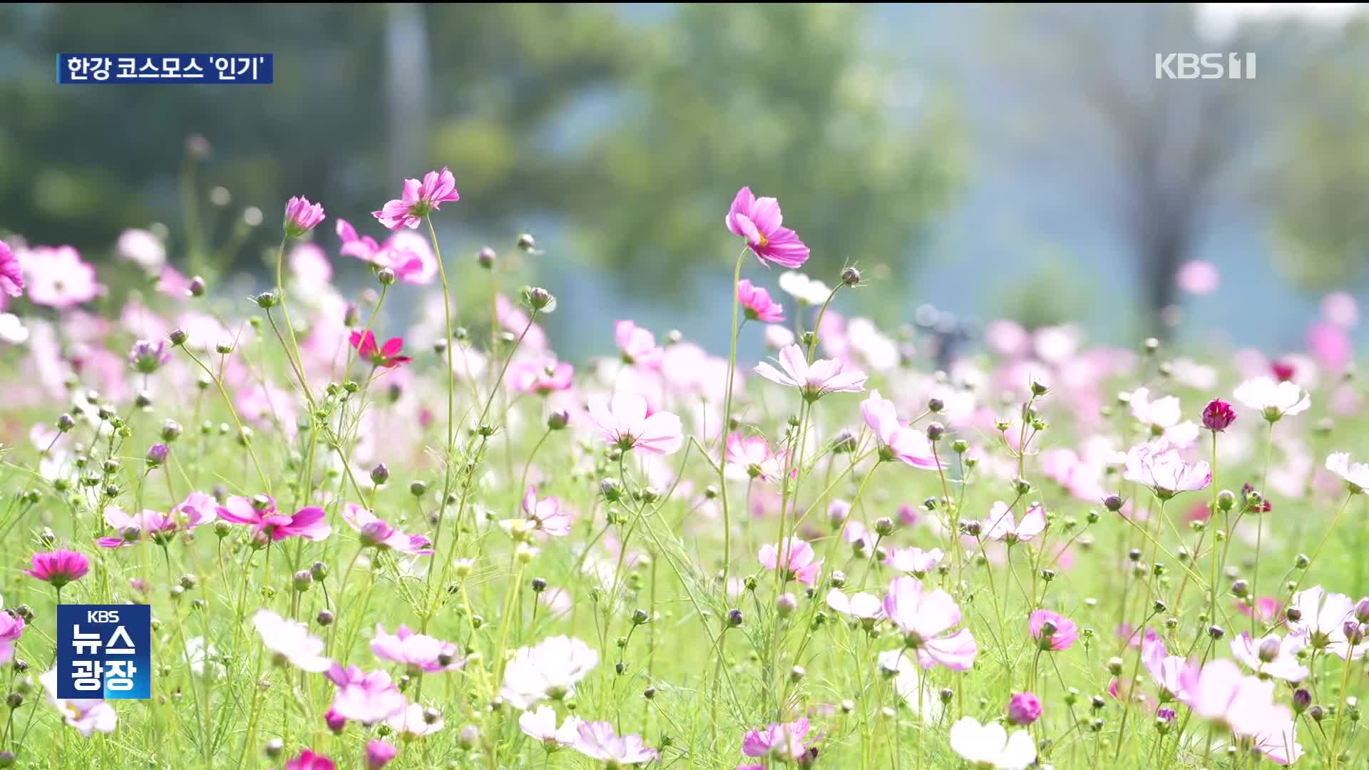 코스모스 꽃길따라 가을로