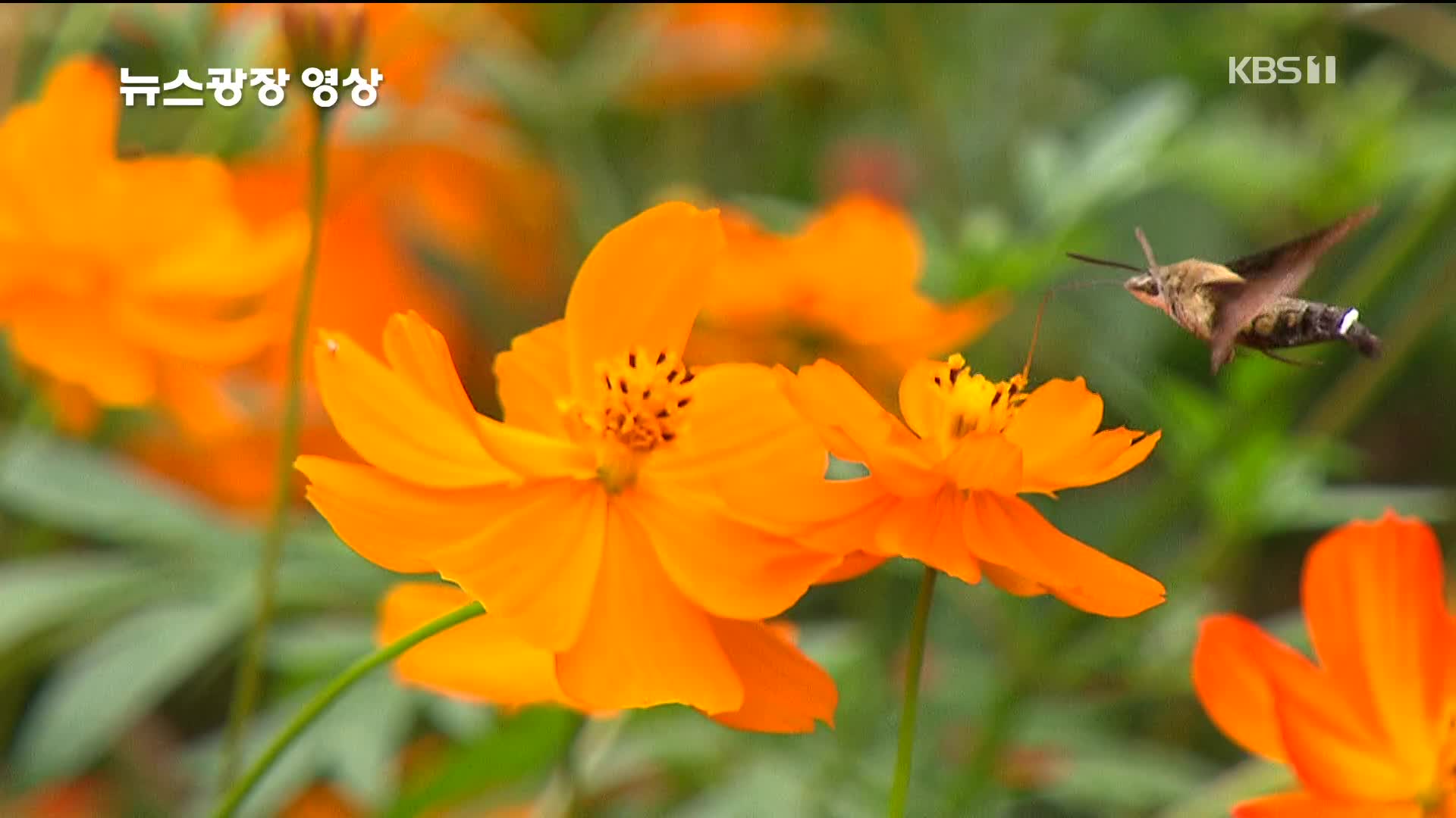 [뉴스광장 영상] 코스모스와 함께하는 가을 나들이