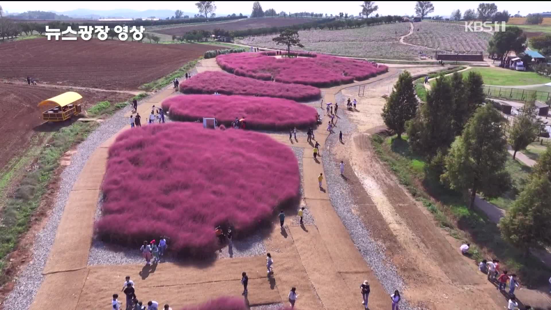 [뉴스광장 영상] 분홍빛 가득한 가을