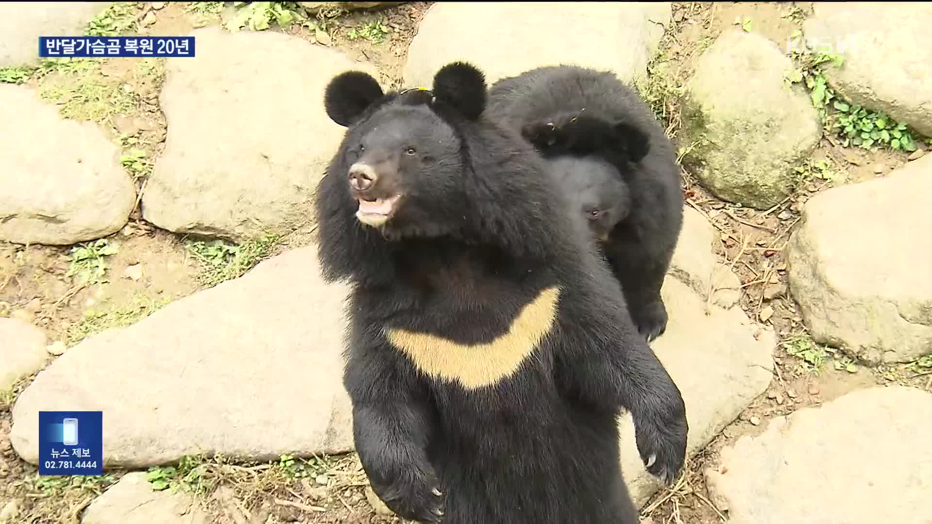 지리산 반달가슴곰 복원 20년…개체수 15배 증가