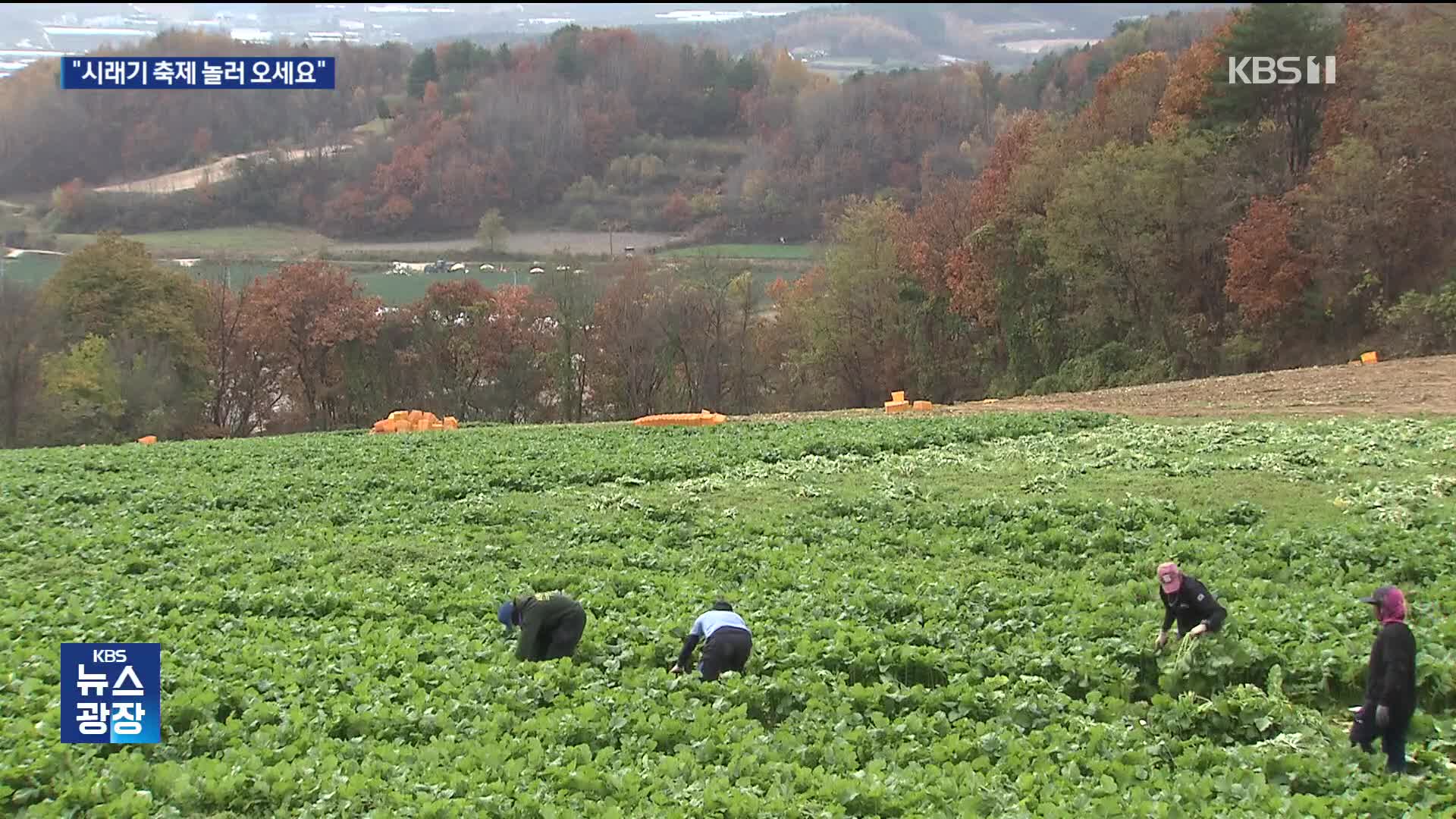 ‘벌써 겨울 준비’ 양구 시래기 수확…축제도 열려